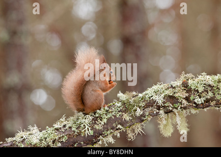 Eichhörnchen auf einer Flechte bedeckt Baum essen eine hazel Mutter gehockt Stockfoto