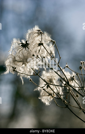 Traveller es Freude, Clematis Vitalba, Samen Köpfe. Stockfoto