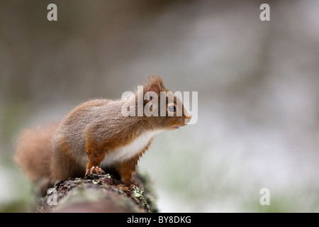 Eichhörnchen auf einem Baum gehockt Stockfoto