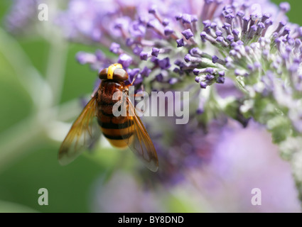 Hornet imitieren Hoverfly Volucella Zonaria alleinstehenden Fütterung auf Sommerflieder Dorset, UK Stockfoto