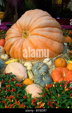 Riesige Kürbisse auf dem Display Stockfoto