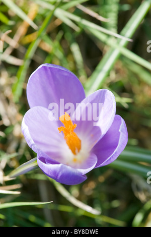 Frühling, Krokus, Crocus Vernus, Blume zeigt Staubgefäße Stockfoto