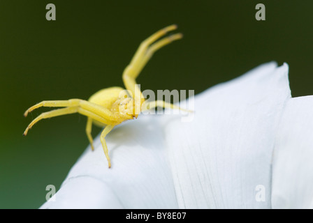 Blüte Crab Spider Misumena Vatia alleinstehenden ruht auf weiße Blume Dorset, UK Stockfoto