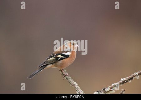 Männchen Buchfink thront auf einem Flechten bedeckt t-Niederlassung. Stockfoto