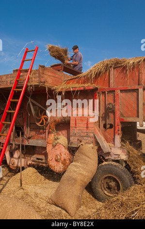 Ein Mann arbeitet auf einer Originalersatzteile Dreschmaschine zeigen Bewegung und Staub, wie es die Spreu vom Korn im Vereinigten Königreich sortiert Stockfoto