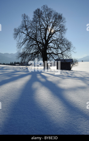 einzigen Baum und Hütte im winter Stockfoto