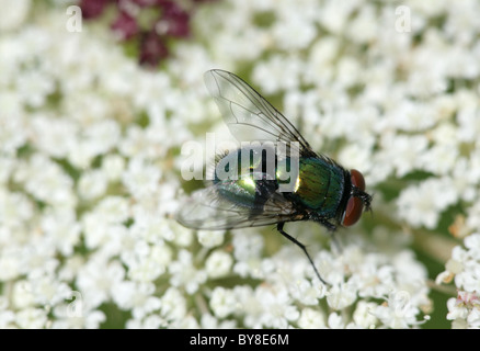 Gemeinsamen grünen Flasche fliegen Lucilia Caesar einzelne Erwachsene ernähren sich von Blume Dorset, UK Stockfoto