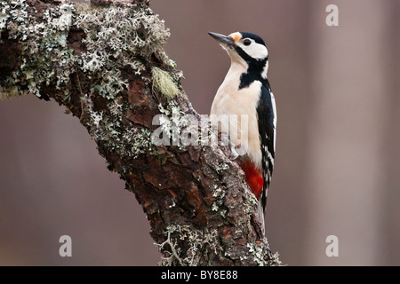 Buntspecht Fütterung auf einen alten Baum Stockfoto