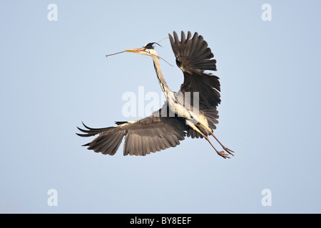 Graureiher tragen nisten Material im Flug Stockfoto