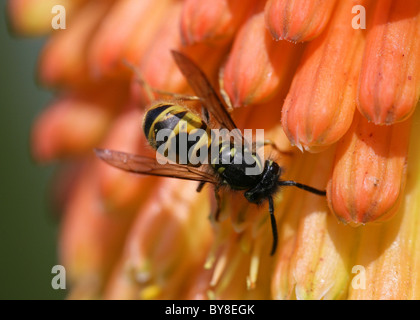 Gemeinsamen Wespe Vespula Vulgaris Single adult ruht auf rote heiße Poker Blume UK Stockfoto