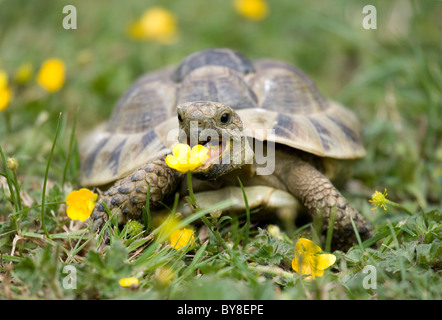 Hermanns Schildkröte Testudo Hermanni alleinstehende Erwachsene im Garten essen Butterblume Portesham, UK Stockfoto