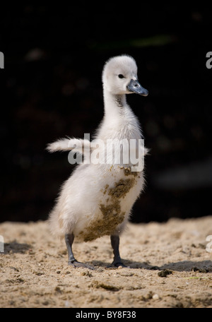 Höckerschwan Cygnus Olor einzelne Cygnet stretching auf Sand Abbotsbury Swannery, Dorset, Großbritannien Stockfoto