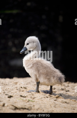 Höckerschwan Cygnus Olor einzelne Cygnet stehen auf Sand Abbotsbury Swannery, Dorset, Großbritannien Stockfoto