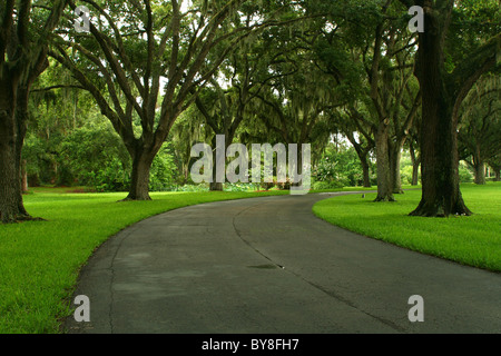 Von Bäumen gesäumten tropischen Straße in Madeira Beach Florida. Stockfoto