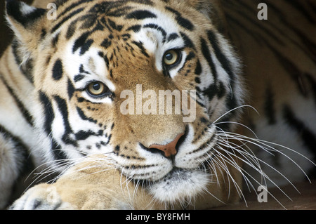 Männliche (Sibirien) Amur Tiger Blick in die Kamera (Nahaufnahme) Stockfoto