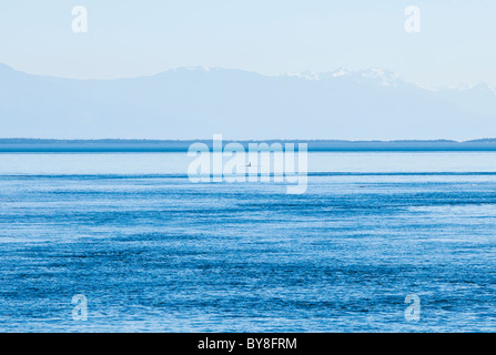 Eine Orca Wale Rückenflosse bricht das Wasser des Haro Meerenge in der Ferne mit der Olympischen Berge, San Juan Island, WA Stockfoto