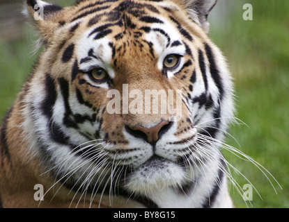 Männliche (Sibirien) Amur Tiger Blick in die Kamera Stockfoto