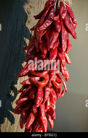 Girlanden Rot-heiße Paprika hängen in einer Gruppe in Santa Fe, New Mexico, Stockfoto