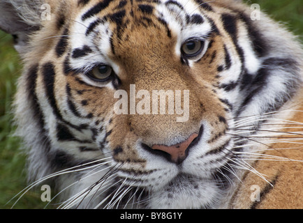 Weibliche (Sibirien) Amur-Tiger, die Blickrichtung der Kamera (Nahaufnahme) Stockfoto