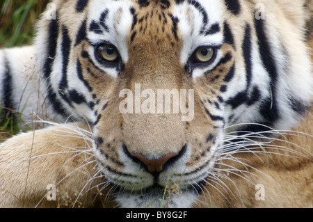 Männliche (Sibirien) Amur Tiger Blick in die Kamera (Nahaufnahme) Stockfoto