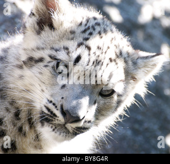 Weibliche Snow Leopard Cub (Nahaufnahme) Stockfoto