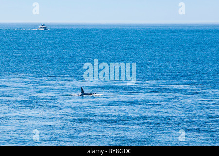 Eine Freizeit-Boot in der Ferne folgt eine Herde von Orca Walen, von denen an der Oberfläche ist. Haro Stait, Washington, USA. Stockfoto