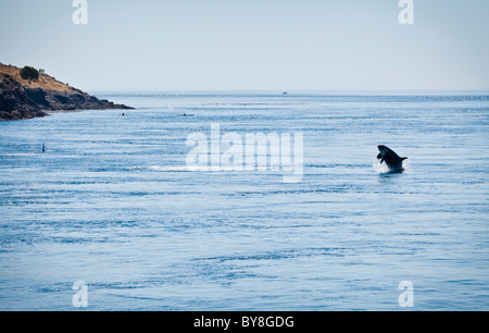 Ein Killerwal verletzt in den Gewässern von Haro Strait unweit Lime Kiln Punkt auf San Juan Island, Washington, USA. Stockfoto