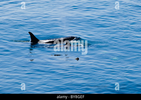 Mutter und juvenile Killer Wale vom Kalk-Brennofen-Punkt auf San Juan Island, Washington, USA. Stockfoto