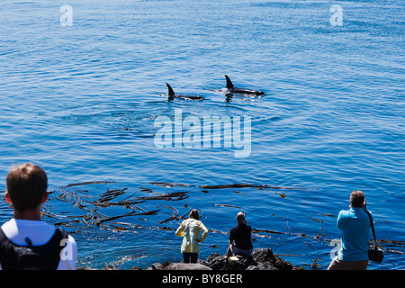 Touristen sehen auf, wie eine Mutter und juvenile Orca von Lime Kiln State Park auf San Juan Island, Washington, USA. Stockfoto