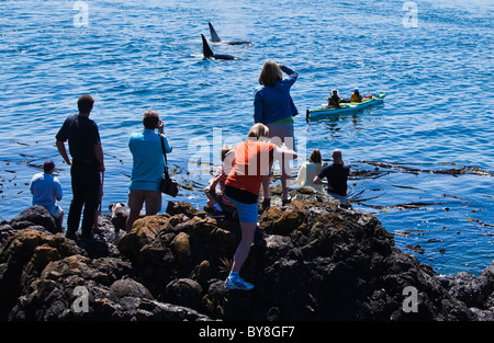 Touristen sehen auf wie eine Herde von Schwertwalen passieren von Lime Kiln State Park auf San Juan Island, Washington, USA. Stockfoto