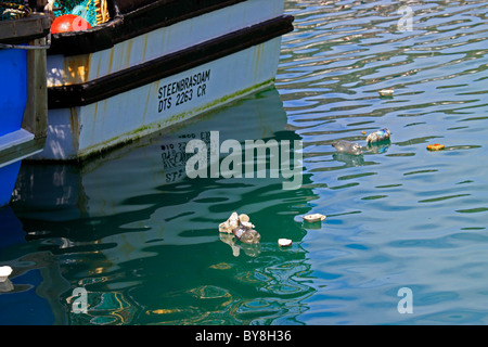 Wurf schwimmend auf dem Wasser in Hout Bay Hafen. Stockfoto