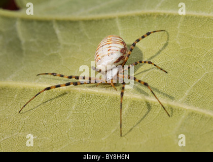 große gestreifte Gartenkreuzspinne sitzt auf Pflanzenblattes Stockfoto