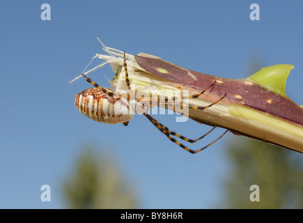 Close-up gebändert Kreuzspinne Klettern auf stick Stockfoto