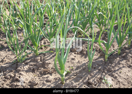 Patch Zwiebel Gemüsesorten Gartenreihen Stockfoto