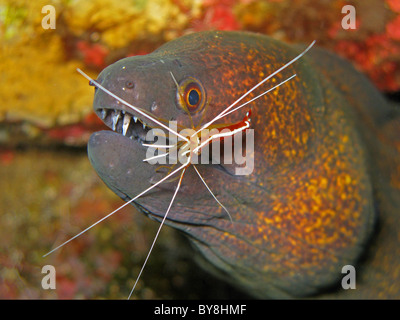 Gelbgefleckte Muräne - Gymnothorax Flavimarginatus mit einem weiß gebändert Putzergarnelen - Lysmata amboinensis Stockfoto