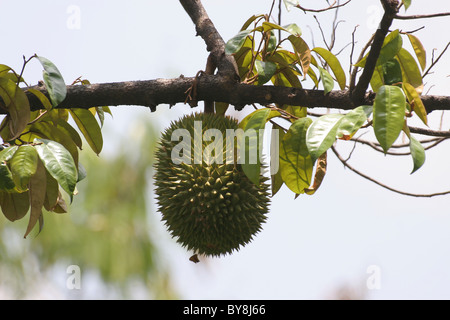 Durian auf einem Baum wachsen Stockfoto