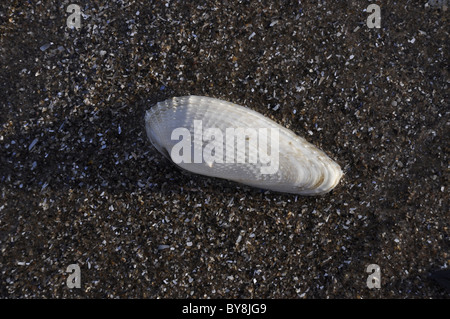 Gemeinsamen Piddock Schale Stockfoto