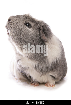 Inländische Meerschweinchen Cavia Porcellus Porträt des einzigen Erwachsenen Studio, UK Stockfoto