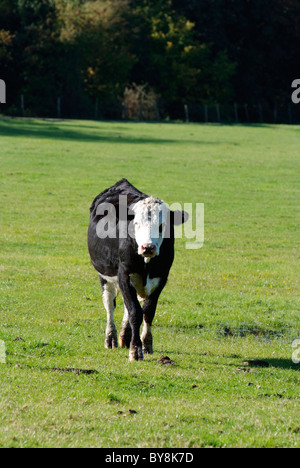 Hereford Bullock im Feld Stockfoto