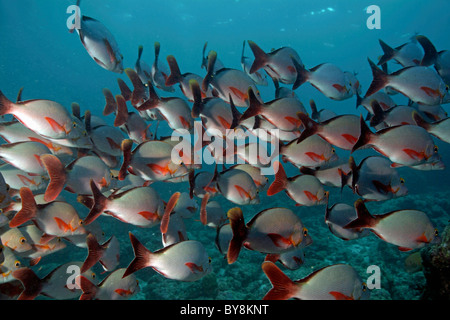 Shoal/Schule der Buckel Schnapper (lutjanus Gibbus) Fisch Stockfoto