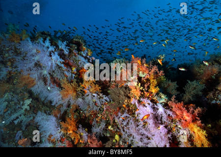 Kolonien von Kratzigen Weichkorallen (Scleronephthya) auf dem Meeresboden, Maalhos Coral Reef, South Ari Atoll, Malediven. Stockfoto