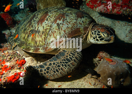 Grüne Schildkröte - Chelonia Mydas - schwimmen auf einem Meeresboden Stockfoto