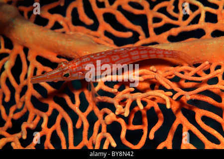 Longnose Hawkfish (Oxycirrhites Typus) versteckt sich in Gorgonien (Annella Mollis) Stockfoto