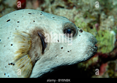 Blackspotted Pufferfisch oder Hund konfrontiert Kugelfisch (Arothron Nigropunctatus) Stockfoto