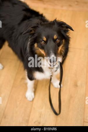 Border Collie einzelne Männchen halten Blei UK Stockfoto