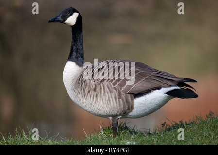 Kanadagans Branta Canadensis Porträt von alleinstehenden stehen Gosport, UK Stockfoto