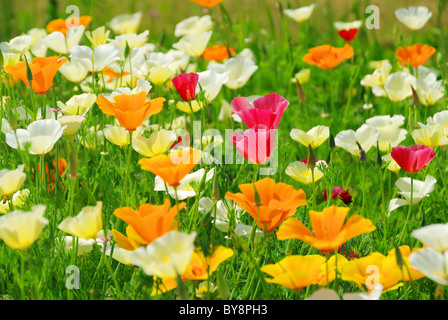 Kalifornischer Mohn - kalifornische Mohn 25 Stockfoto