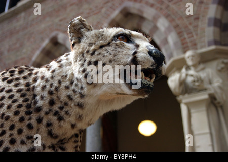 Leopard in der Oxford University Museum of Natural History Stockfoto