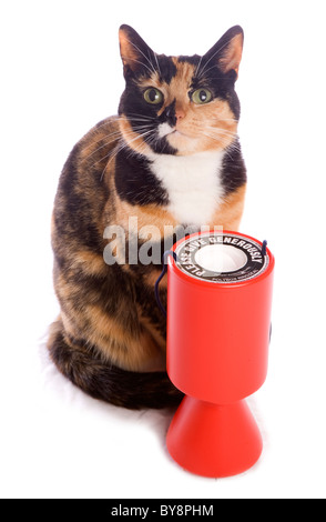 Inländische Katze einzelne Erwachsenfrau mit Charity Kollektion Zinn Studio, UK Stockfoto