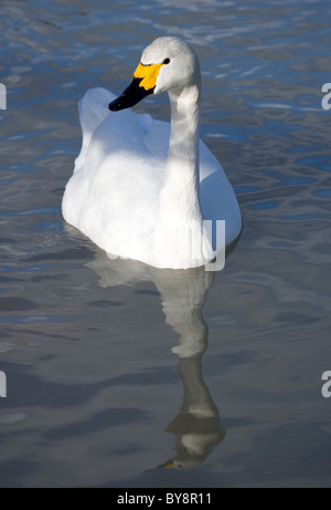 Bewick Schwan Cygnus Columbarius Alleinstehenden auf Wasser UK Stockfoto